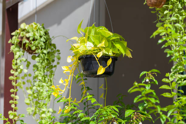 Best Indoor Hanging Plants to Beautify Your Home