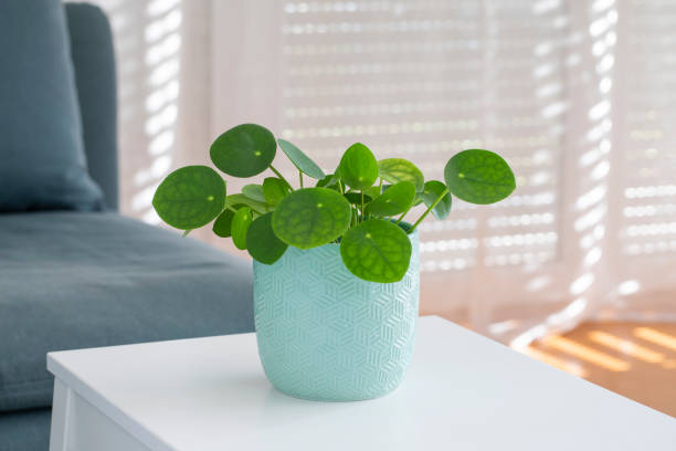 Top Plants for Purifying the Air in Your Home